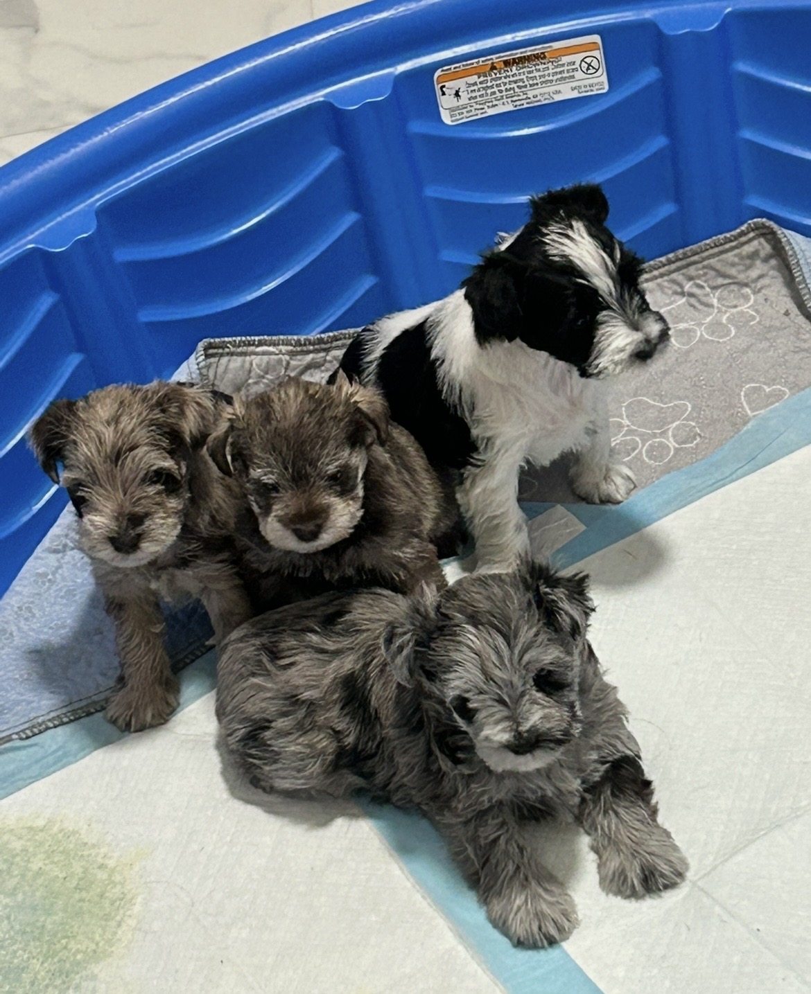 Four schnauzer puppies playing together