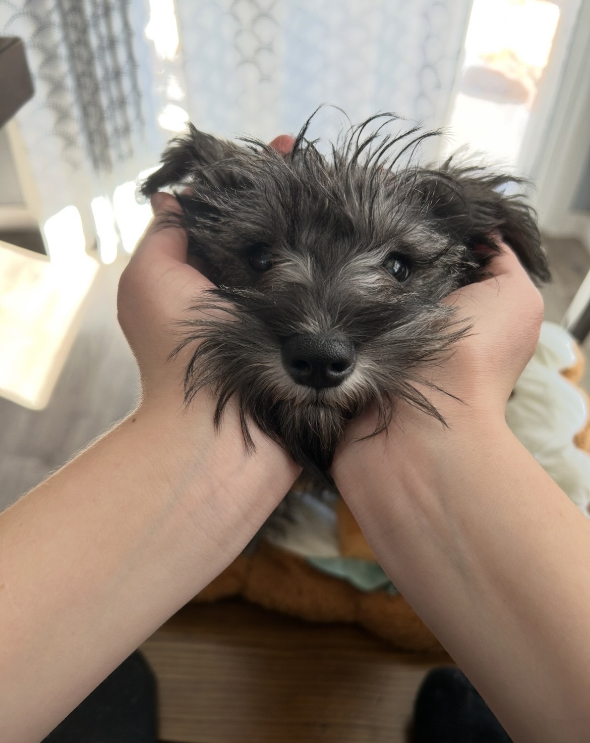 Puppy cradled in gentle hands in warm light