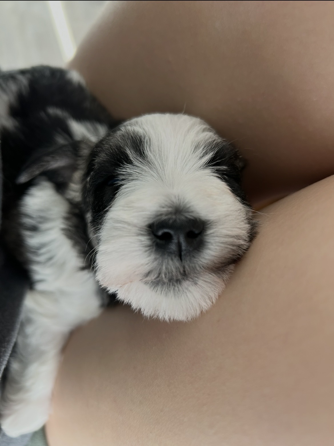 Sleepy black-and-white puppy snuggled up