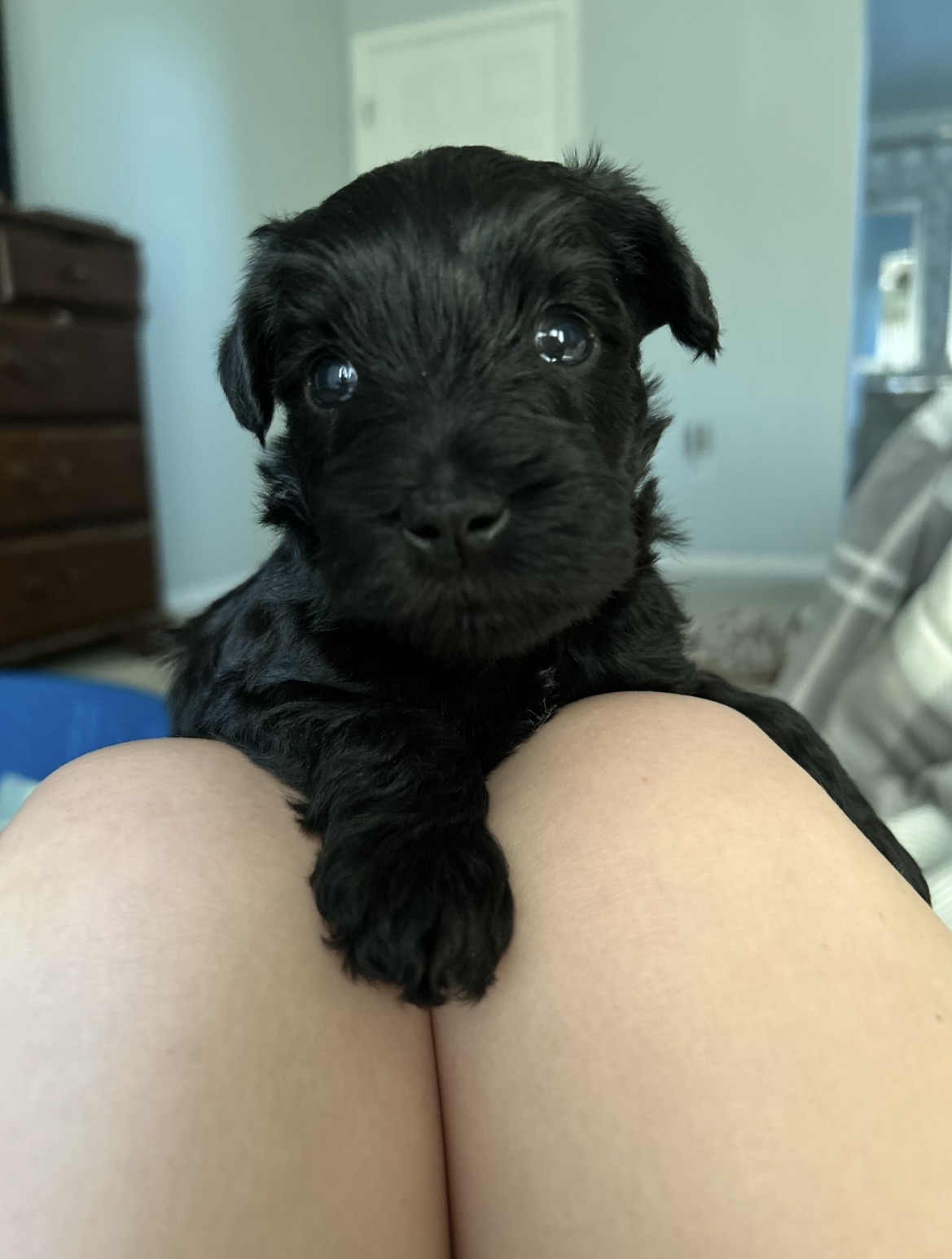 Little black puppy with bright eyes