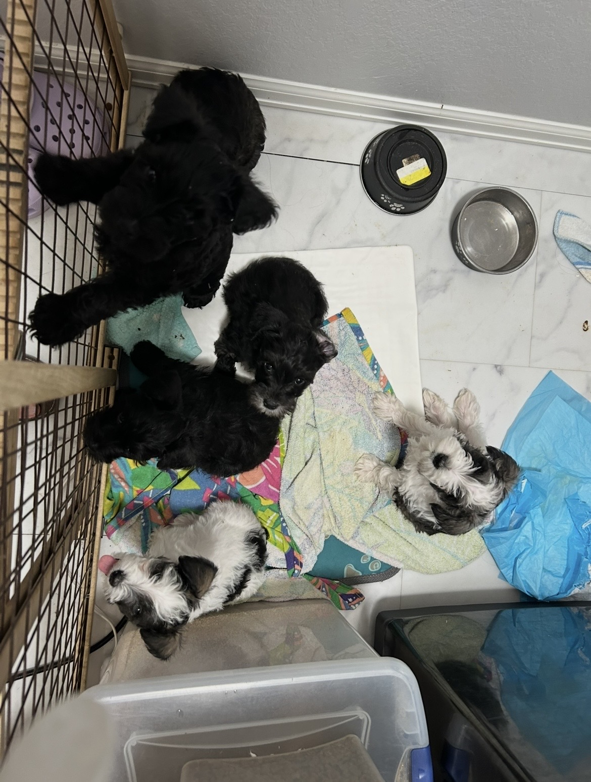 Group of puppies cozy in their pen