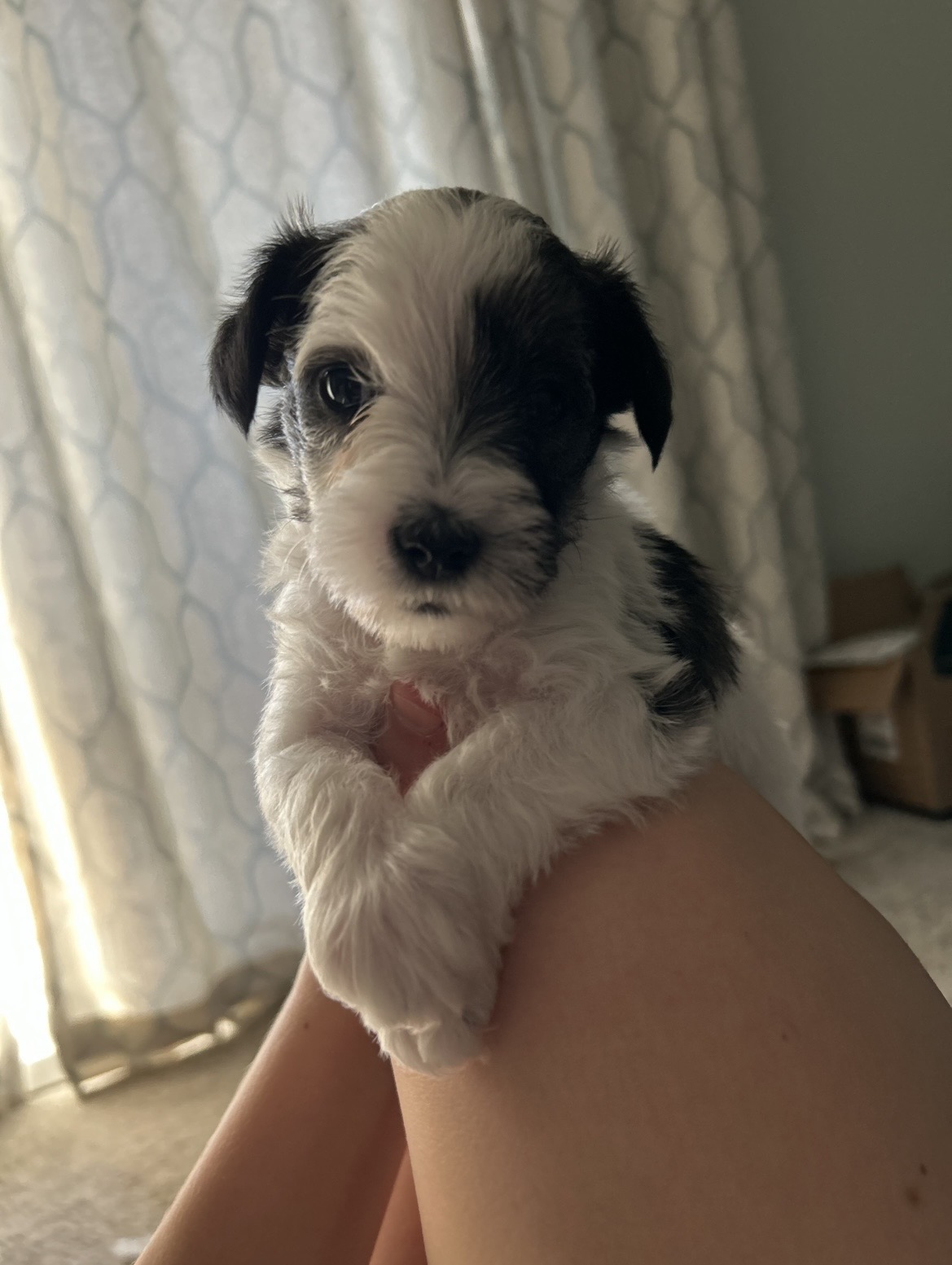 Black-and-white puppy resting on lap